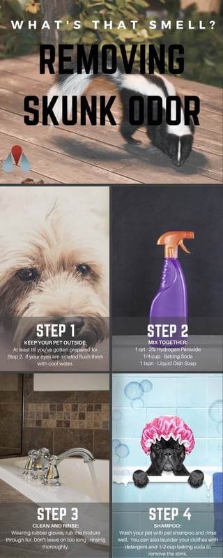 Remove Skunk Odor Infograph | PDF | Perfume and Fragrance | Beauty