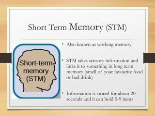 Short Term Memory (STM)
• Also known as working memory
• STM takes sensory information and
links it to something in long term
memory (smell of your favourite food
or bad drink)
• Information is stored for about 20
seconds and it can hold 5-9 items
 