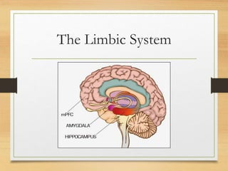 The Limbic System
 