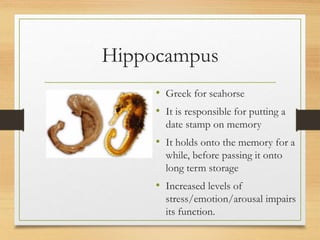 Hippocampus
• Greek for seahorse
• It is responsible for putting a
date stamp on memory
• It holds onto the memory for a
while, before passing it onto
long term storage
• Increased levels of
stress/emotion/arousal impairs
its function.
 