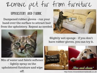 Remove pet fur from furniture
Upholstery and fabric
Dampened rubber gloves - run your
hand over the surface to attract hair
from the upholstery. Repeat as needed.
Slightly wet sponge - if you don't
have rubber gloves, you can try it.
Mix of water and fabric softener
- lightly spray on the
upholstered furniture and wipe
off. http://www.niceandcleanmaidavale.co.uk/
 