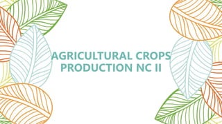 AGRICULTURAL CROPS
PRODUCTION NC II
 