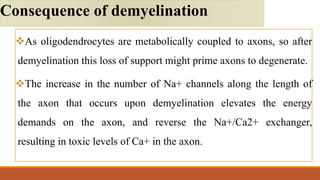 As oligodendrocytes are metabolically coupled to axons, so after
demyelination this loss of support might prime axons to degenerate.
The increase in the number of Na+ channels along the length of
the axon that occurs upon demyelination elevates the energy
demands on the axon, and reverse the Na+/Ca2+ exchanger,
resulting in toxic levels of Ca+ in the axon.
Consequence of demyelination
 