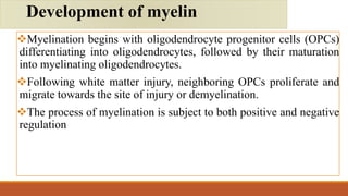 Myelination begins with oligodendrocyte progenitor cells (OPCs)
differentiating into oligodendrocytes, followed by their maturation
into myelinating oligodendrocytes.
Following white matter injury, neighboring OPCs proliferate and
migrate towards the site of injury or demyelination.
The process of myelination is subject to both positive and negative
regulation
Development of myelin
 