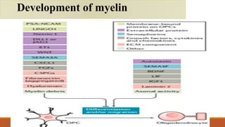 Development of myelin
 