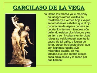 GARCILASO DE LA VEGA "A Dafne los brazos ya le crecíany en luengos ramos vueltos se mostraban;en verdes hojas vi que se tornabanlos cabellos que el ojo oscurecían;de áspera corteza se cubríanlos tiernos miembros aún bullendo estaban;los blancos pies en tierra se hincabany en torcidas raíces se volvíanAquél que fue la causa de tal daño, a fuerza de llorar, crecer hacíaeste árbol, que con lagrimas regaba.¡Oh miserable estado, oh mal tamaño,que con llorarla crezca cada díala causa y la razón por que lloraba! 