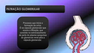 Processo que inicia a
formação da urina.
É na cápsula glomerular que
ocorre a filtração, que
consiste no extravasamento
de parte do plasma sanguíneo
do glomérulo renal para a
cápsula glomerular.
FILTRAÇÃO GLOMERULAR
 