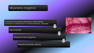 O aumento da pressão arterial abre canais iônicos
sensíveis ao estiramento na arteríola aferente, causando:
Vasoconstrição
Redução do fluxo sanguíneo
Redução da pressão capsular.
Mecanismo miogênico
 