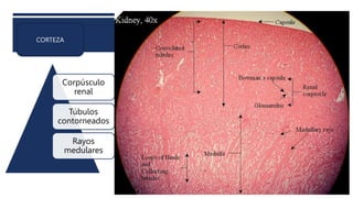 El sistema urinario: anatomía funcional y formación de orina en los ...