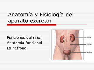 Anatomía y Fisiología del
aparato excretor
Funciones del riñón
Anatomía funcional
La nefrona
 