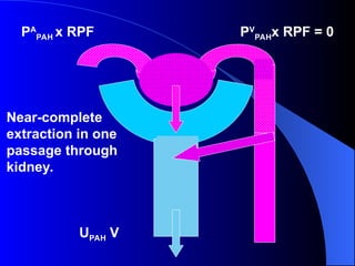 PA
PAH x RPF PV
PAHx RPF = 0
Near-complete
extraction in one
passage through
kidney.
UPAH V
 