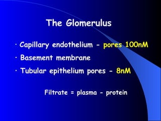 • Capillary endothelium - pores 100nM
• Basement membrane
• Tubular epithelium pores - 8nM
The Glomerulus
Filtrate = plasma - protein
 