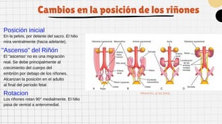 Desarrollo del sistema urinario embriologia | PDF