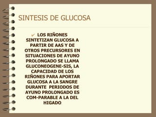 SINTESIS DE GLUCOSA LOS RIÑONES SINTETIZAN GLUCOSA A PARTIR DE AAS Y DE OTROS PRECURSORES EN SITUACIONES DE AYUNO PROLONGADO SE LLAMA GLUCONEOGENE-SIS, LA CAPACIDAD DE LOS RIÑONES PARA APORTAR GLUCOSA A LA SANGRE DURANTE  PERIODOS DE AYUNO PROLONGADO ES COM-PARABLE A LA DEL HIGADO 