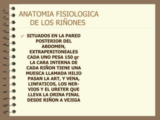 ANATOMIA FISIOLOGICA  DE LOS RIÑONES SITUADOS EN LA PARED POSTERIOR DEL ABDOMEN, EXTRAPERITONEALES CADA UNO PESA 150 gr  LA CARA INTERNA DE CADA RIÑON TIENE UNA MUESCA LLAMADA HILIO PASAN LA ART, Y VENA, LINFATICOS, LOS NER-VIOS Y EL URETER QUE LLEVA LA ORINA FINAL DESDE RIÑON A VEJIGA 