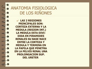 ANATOMIA FISIOLOGICA  DE LOS RIÑONES LAS 2 REGIONES PRINCIPALES SON: CORTEZA EXTERNA Y LA MEDULA (REGION INT.) LA MEDULA ESTA DIVI-DIDA EN PIRAMIDES RENALES SU BASE NACE ENTRE LA CORTEZA Y MEDULA Y TERMINA EN LA PAPILA QUE PENETRA EN LA PELVIS RENAL UNA PROLONGACION SUP. DEL URETER  