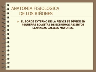 ANATOMIA FISIOLOGICA  DE LOS RIÑONES EL BORDE EXTERNO DE LA PELVIS SE DIVIDE EN PEQUEÑAS BOLSITAS DE EXTREMOS ABIERTOS LLAMADAS CALICES MAYORES. 