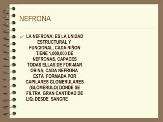 NEFRONA LA NEFRONA: ES LA UNIDAD ESTRUCTURAL Y  FUNCIONAL, CADA RIÑON TIENE 1,000,000 DE NEFRONAS, CAPACES TODAS ELLAS DE FOR-MAR ORINA, CADA NEFRONA  ESTA  FORMADA POR CAPILARES GLOMERULARES (GLOMERULO) DONDE SE FILTRA  GRAN CANTIDAD DE LIQ. DESDE  SANGRE  