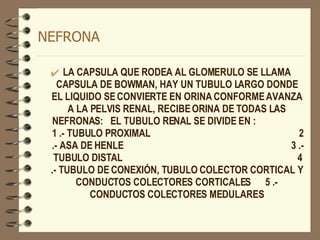 NEFRONA LA CAPSULA QUE RODEA AL GLOMERULO SE LLAMA CAPSULA DE BOWMAN, HAY UN TUBULO LARGO DONDE EL LIQUIDO SE CONVIERTE EN ORINA CONFORME AVANZA A LA PELVIS RENAL, RECIBE ORINA DE TODAS LAS NEFRONAS:  EL TUBULO RENAL SE DIVIDE EN :  1 .- TUBULO PROXIMAL  2 .- ASA DE HENLE  3 .- TUBULO DISTAL  4 .- TUBULO DE CONEXIÓN, TUBULO COLECTOR CORTICAL Y CONDUCTOS COLECTORES CORTICALES  5 .- CONDUCTOS COLECTORES MEDULARES 