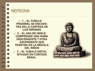 NEFRONA 1 .- EL TUBULO PROXIMAL SE ENCUEN-TRA EN LA CORTEZA DE LOS RIÑONES 2 .- EL ASA DE HENLE: COMPRENDE UNA RAMA DESCENDENTE Y OTRA ASCENDENTE QUE PENETRA EN LA MEDULA DEL RIÑON 3 .- EL TUBULO DISTAL SITUADO EN CORTEZA RENAL  