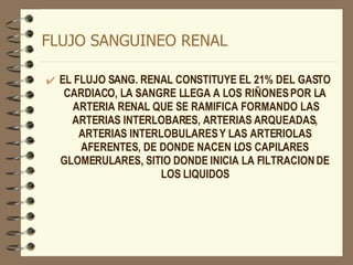 FLUJO SANGUINEO RENAL EL FLUJO SANG. RENAL CONSTITUYE EL 21% DEL GASTO CARDIACO, LA SANGRE LLEGA A LOS RIÑONES POR LA ARTERIA RENAL QUE SE RAMIFICA FORMANDO LAS ARTERIAS INTERLOBARES, ARTERIAS ARQUEADAS, ARTERIAS INTERLOBULARES Y LAS ARTERIOLAS AFERENTES, DE DONDE NACEN LOS CAPILARES GLOMERULARES, SITIO DONDE INICIA LA FILTRACION DE LOS LIQUIDOS 