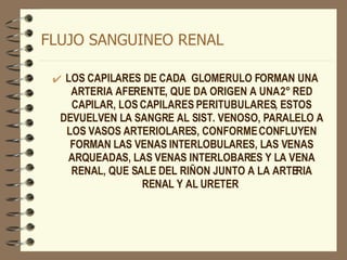FLUJO SANGUINEO RENAL LOS CAPILARES DE CADA  GLOMERULO FORMAN UNA ARTERIA AFERENTE, QUE DA ORIGEN A UNA 2° RED CAPILAR, LOS CAPILARES PERITUBULARES, ESTOS DEVUELVEN LA SANGRE AL SIST. VENOSO, PARALELO A LOS VASOS ARTERIOLARES, CONFORME CONFLUYEN FORMAN LAS VENAS INTERLOBULARES, LAS VENAS ARQUEADAS, LAS VENAS INTERLOBARES Y LA VENA RENAL, QUE SALE DEL RIÑON JUNTO A LA ARTERIA RENAL Y AL URETER  