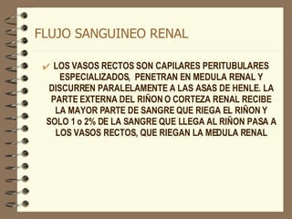FLUJO SANGUINEO RENAL LOS VASOS RECTOS SON CAPILARES PERITUBULARES ESPECIALIZADOS,  PENETRAN EN MEDULA RENAL Y DISCURREN PARALELAMENTE A LAS ASAS DE HENLE. LA PARTE EXTERNA DEL RIÑON O CORTEZA RENAL RECIBE LA MAYOR PARTE DE SANGRE QUE RIEGA EL RIÑON Y SOLO 1 o 2% DE LA SANGRE QUE LLEGA AL RIÑON PASA A LOS VASOS RECTOS, QUE RIEGAN LA MEDULA RENAL 