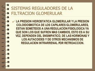 SISTEMAS REGULADORES DE LA FILTRACION GLOMERULAR LA PRESION HIDROSTATICA GLOMERULAR Y LA PRESION COLOIDOSMOTICA DE LOS CAPILARES GLOMERULARES, ESTAN SOMETIDOS A UNA REGULACION FISIOLOGICA YA QUE SON LOS QUE SUFREN MAS CAMBIOS, ESTO ES A SU VEZ, DEPENDEN DEL SNSIMPATICO, DE LAS HORMONAS Y LOS AUTACOIDES Y DE OTROS MECANISMOS DE REGULACION INTRARRENAL POR RETROACCION. 