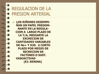 REGULACION DE LA  PRESION ARTERIAL LOS RIÑONES DESEMPE-ÑAN UN PAPEL PREDOM-NANTE EN LA REGULA-CION A  LARGO PLAZO DE LA T/A, MEDIANTE LA EXCRECION DE CANTIDADES VARIABLES DE Na+ Y H20.  A CORTO PLAZO POR MEDIO DE SECRECION DE FACTORES O SUST. VASOACTIVAS  (EJ: RENINA)  