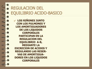 REGULACION DEL  EQUILIBRIO ACIDO-BASICO LOS RIÑONES JUNTO CON LOS PULMONES Y LOS AMORTIGUADORES DE LOS LIQUIDOS CORPORALES PARTICIPAN EN LA REGULACION DEL EQUILIBRIO  A-B, MEDIANTE LA EXCRECION DE ACIDOS Y REGULANDO LAS RESER-VAS DE AMORTIGUA-DORES EN LOS LIQUIDOS CORPORALES 
