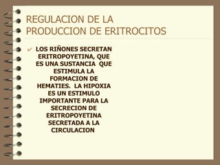 REGULACION DE LA  PRODUCCION DE ERITROCITOS LOS RIÑONES SECRETAN ERITROPOYETINA, QUE ES UNA SUSTANCIA  QUE ESTIMULA LA FORMACION DE HEMATIES.  LA HIPOXIA ES UN ESTIMULO IMPORTANTE PARA LA SECRECION DE ERITROPOYETINA SECRETADA A LA CIRCULACION   