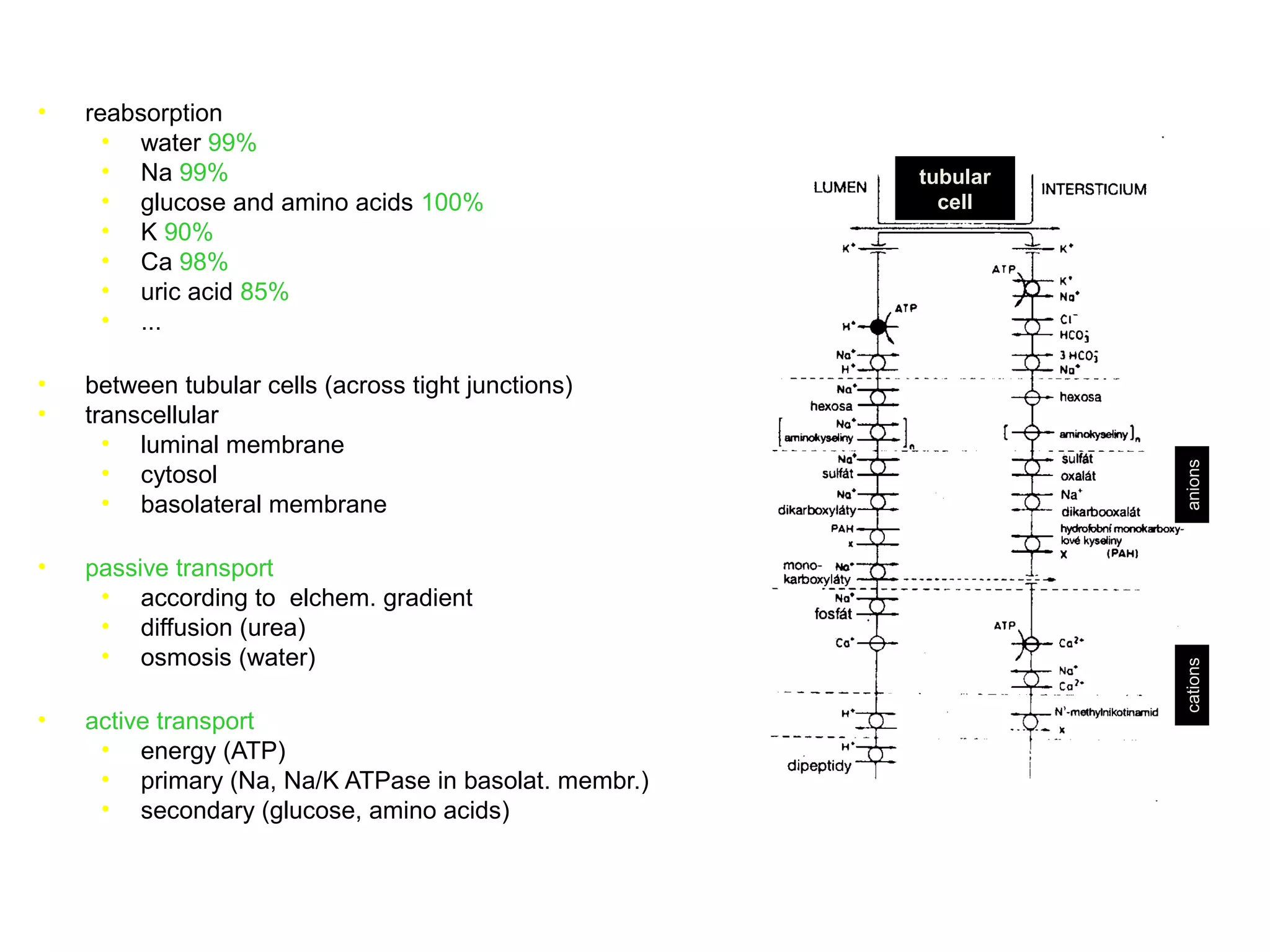 • reabsorption
• water 99%
• Na 99%
• glucose and amino acids 100%
• K 90%
• Ca 98%
• uric acid 85%
• ...
• between tubular cells (across tight junctions)
• transcellular
• luminal membrane
• cytosol
• basolateral membrane
• passive transport
• according to elchem. gradient
• diffusion (urea)
• osmosis (water)
• active transport
• energy (ATP)
• primary (Na, Na/K ATPase in basolat. membr.)
• secondary (glucose, amino acids)
tubular
cell
cationsanions
 