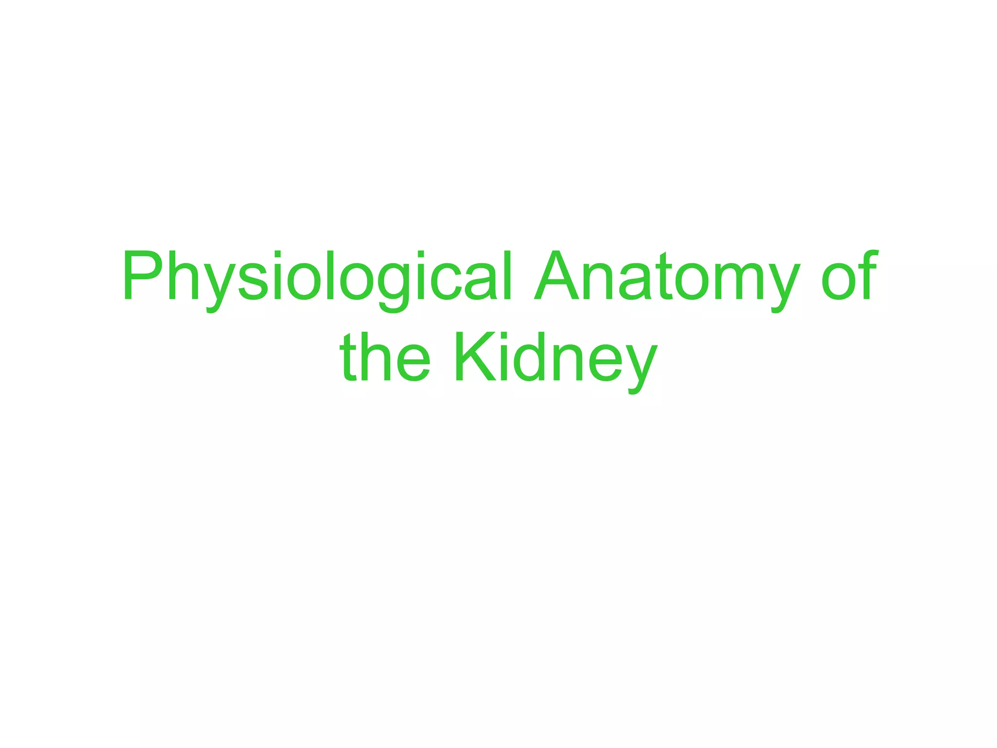 Physiological Anatomy of
the Kidney
 