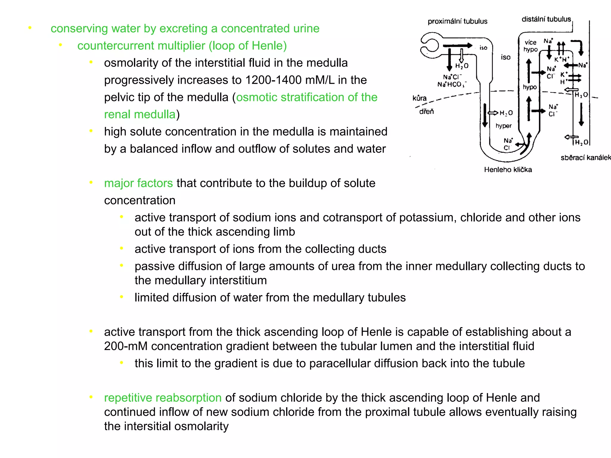 • conserving water by excreting a concentrated urine
• countercurrent multiplier (loop of Henle)
• osmolarity of the interstitial fluid in the medulla
progressively increases to 1200-1400 mM/L in the
pelvic tip of the medulla (osmotic stratification of the
renal medulla)
• high solute concentration in the medulla is maintained
by a balanced inflow and outflow of solutes and water
• major factors that contribute to the buildup of solute
concentration
• active transport of sodium ions and cotransport of potassium, chloride and other ions
out of the thick ascending limb
• active transport of ions from the collecting ducts
• passive diffusion of large amounts of urea from the inner medullary collecting ducts to
the medullary interstitium
• limited diffusion of water from the medullary tubules
• active transport from the thick ascending loop of Henle is capable of establishing about a
200-mM concentration gradient between the tubular lumen and the interstitial fluid
• this limit to the gradient is due to paracellular diffusion back into the tubule
• repetitive reabsorption of sodium chloride by the thick ascending loop of Henle and
continued inflow of new sodium chloride from the proximal tubule allows eventually raising
the intersitial osmolarity
 