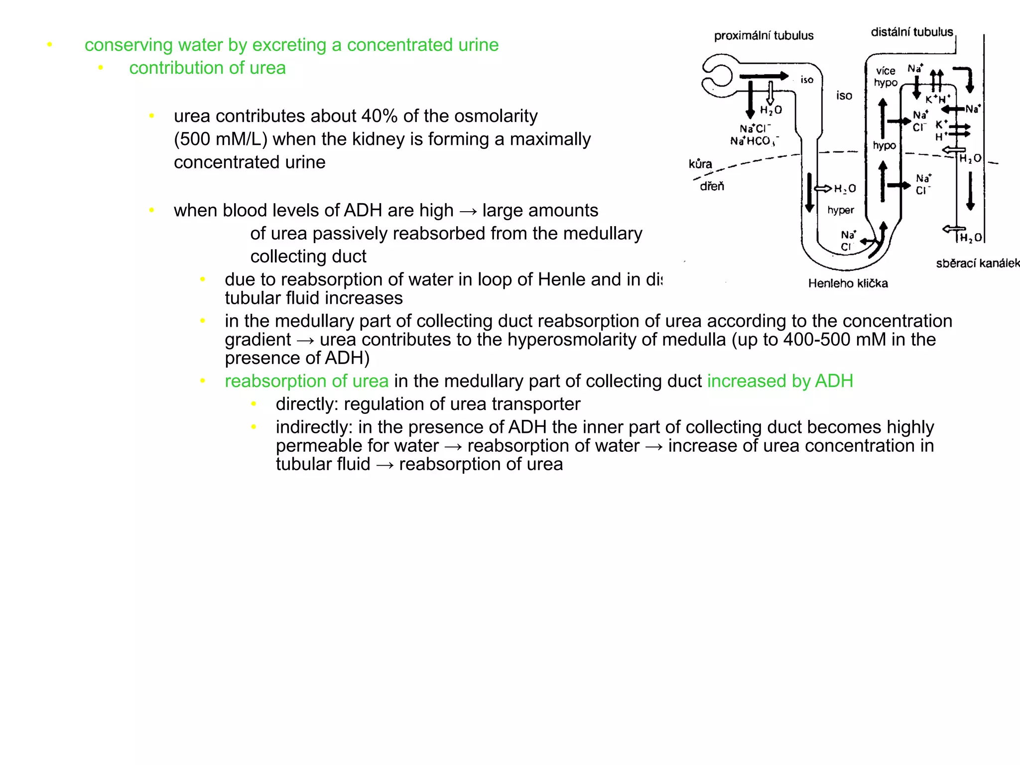 • conserving water by excreting a concentrated urine
• contribution of urea
• urea contributes about 40% of the osmolarity
(500 mM/L) when the kidney is forming a maximally
concentrated urine
• when blood levels of ADH are high → large amounts
of urea passively reabsorbed from the medullary
collecting duct
• due to reabsorption of water in loop of Henle and in distal tubule the concentration of urea in
tubular fluid increases
• in the medullary part of collecting duct reabsorption of urea according to the concentration
gradient → urea contributes to the hyperosmolarity of medulla (up to 400-500 mM in the
presence of ADH)
• reabsorption of urea in the medullary part of collecting duct increased by ADH
• directly: regulation of urea transporter
• indirectly: in the presence of ADH the inner part of collecting duct becomes highly
permeable for water → reabsorption of water → increase of urea concentration in
tubular fluid → reabsorption of urea
 