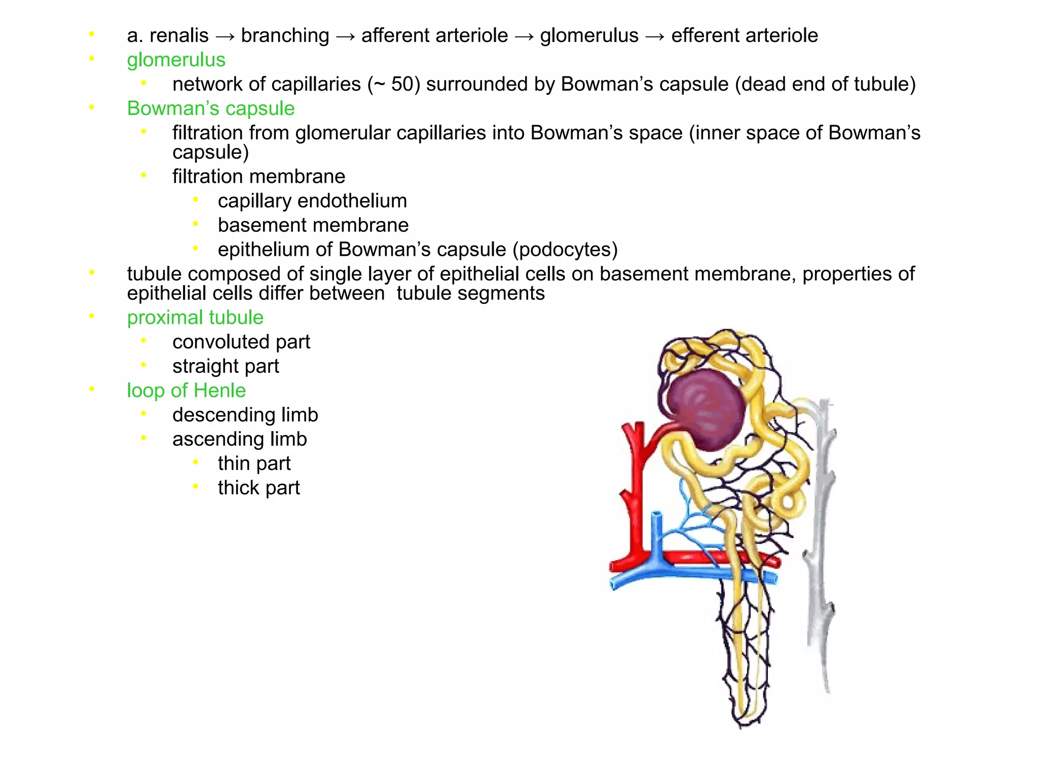 • a. renalis → branching → afferent arteriole → glomerulus → efferent arteriole
• glomerulus
• network of capillaries (~ 50) surrounded by Bowman’s capsule (dead end of tubule)
• Bowman’s capsule
• filtration from glomerular capillaries into Bowman’s space (inner space of Bowman’s
capsule)
• filtration membrane
• capillary endothelium
• basement membrane
• epithelium of Bowman’s capsule (podocytes)
• tubule composed of single layer of epithelial cells on basement membrane, properties of
epithelial cells differ between tubule segments
• proximal tubule
• convoluted part
• straight part
• loop of Henle
• descending limb
• ascending limb
• thin part
• thick part
 