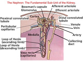 The Nephron: The Fundamental Sub-Unit of the Kidney.




                                                       10
 
