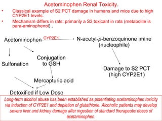 Acetominophen Renal Toxicity.
•       Classical example of S2 PCT damage in humans and mice due to high
        CYP2E1 levels.
•       Mechanism differs in rats: primarily a S3 toxicant in rats (metabolite is
        para-aminophenol) .

                         CYP2E1            N-acetyl-p-benzoquinone imine
    Acetominophen
                                                    (nucleophile)

                     Conjugation
Sulfonation            to GSH
                                                          Damage to S2 PCT
                                                            (high CYP2E1)
                    Mercapturic acid

      Detoxified if Low Dose
    Long-term alcohol abuse has been established as potentiating acetaminophen toxicity
    via induction of CYP2E1 and depletion of glutathione. Alcoholic patients may develop
       severe liver and kidney damage after ingestion of standard therapeutic doses of
                                     acetaminophen.
 