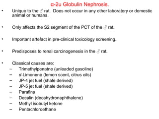 α-2u Globulin Nephrosis.
•    Unique to the ♂ rat. Does not occur in any other laboratory or domestic
     animal or humans.

•    Only affects the S2 segment of the PCT of the ♂ rat.

•    Important artefact in pre-clinical toxicology screening.

•    Predisposes to renal carcinogenesis in the ♂ rat.

•     Classical causes are:
    –    Trimethylpenatne (unleaded gasoline)
    –    d-Limonene (lemon scent, citrus oils)
    –    JP-4 jet fuel (shale derived)
    –    JP-5 jet fuel (shale derived)
    –    Parafins
    –    Decalin (decahydronaphthalene)
    –    Methyl isobutyl ketone
    –    Pentachloroethane
 