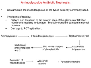 Aminoglycoside Antibiotic Nephrosis.

•    Gentamicin is the most dangerous of the types currently commonly used.

•     Two forms of toxicity:
    –   Cations and thus bind to the anionic sites of the glomerular filtration
        membrane resulting in damage. Typically transient damage in normal
        humans.
    –   Damage to PCT epithelium.

Aminoglycoside             Filtered by glomerulus             Reabsorbed in PCT



            Inhibition of
                                      Bind to –ve charges        Accumulate
            phospholipases A
                                      of phospholipids           in lysosomes
            and C



        Formation of            Lysosomal              Apoptosis/necrosis
        meyloid bodies           rupture
 