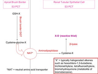 Apical Brush Border                                Renal Tubular Epithelial Cell
      S3 PCT                                                 S3 PCT

       GSH-X

             Brush border GGT




                                                    X-S- (reactive thiol)

 Cysteine-glycine-X
                                                                  β-lyase

                                       Aminodipeptidase
                                NAT*                      Cysteine-X

                                                    “X” = typically halogenated alkenes
                                                    such as hexochloro-1,3-butadiene,
                                                    trichloroehtylene, tetrafluoroethylene,
  *NAT = neutral amino acid transporter             bromohydroquinone (metabolite of
                                                    bromobenzene).
 