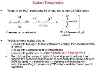 Carbon Tetrachloride.

•    Target is the PCT, particularly S3 in rats, due to high CYP2E1 levels




                                CYP2E1




•     Trichloromeithyl radical acts to:
    –     Reacts with hydrogen to form chloroform which is then metabolized to
          a radical
    –     Reacts with itself to form hexachloroethane
    –     Reacts with proteins -> SUICIDE SUBSTRATE FOR CYP2E1
    –     Peroxidizes the polyenoic lipids of the endoplasmic reticulum and
          triggers the subsequent generation of secondary free radicals derived
          from the lipids in the membrane --> destroys the endoplasmic
          reticulum resulting in decreased CYP activity and decreased protein
          synthesis
 