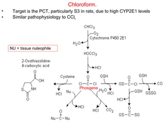 Chloroform.
•    Target is the PCT, particularly S3 in rats, due to high CYP2E1 levels
•    Similar pathophysiology to CCl4




    NU = tissue nuleophile




                                      Phosgene
 