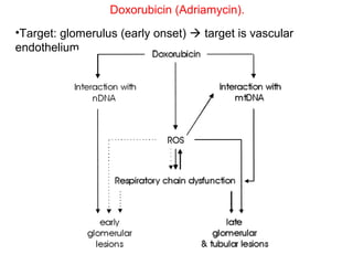 Doxorubicin (Adriamycin).
•Target: glomerulus (early onset)  target is vascular
endothelium
 