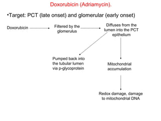 Doxorubicin (Adriamycin).
•Target: PCT (late onset) and glomerular (early onset)

                    Filtered by the         Diffuses from the
Doxorubicin
                     glomerulus           lumen into the PCT
                                                epithelium




                   Pumped back into
                   the tubular lumen        Mitochondrial
                   via p-glycoprotein       accumulation




                                        Redox damage, damage
                                         to mitochondrial DNA
 