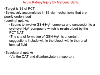 Acute Kidney Injury by Mercuric Salts.
•Target is S3 of PCT
•Selectively accumulates in S3 via mechanisms that are
poorly understood
•Luminal uptake:
   •Seems to involve GSH-Hg2+ complex and conversion to a
   cyst-cyst-Hg2+ compound which is re-absorbed by the
   PCT NAT
   •The site of formation of GSH-Hg2+ is uncertain:
   suggestions include within the blood, within the renal
   luminal fluid

•Basolateral uptake
   •Via the OAT and dicarboxylate transporters
 
