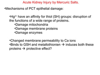 Acute Kidney Injury by Mercuric Salts.
•Mechanisms of PCT epithelial damage:

   •Hg2+ have an affinity for thiol (SH) groups: disruption of
   the functions of a wide range of proteins.
      •Damage mitochondria
      •Damage membrane proteins
      •Damage enzymes

   •Changed membrane permeability to Ca ions
   •Binds to GSH and metallothionien  induces both these
   proteins  protective effect?
 