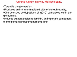 Chronic Kidney Injury by Mercuric Salts.
•Target is the glomerulus.
•Produces an immune-mediated glomerulonephropathy.
•Characterized by deposition of IgG-C’ complexes within the
glomerulus.
•Induces autoantibodies to laminin, an important component
of the glomerular basement membrane.
 