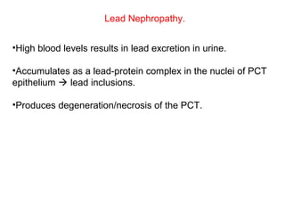 Lead Nephropathy.


•High blood levels results in lead excretion in urine.

•Accumulates as a lead-protein complex in the nuclei of PCT
epithelium  lead inclusions.

•Produces degeneration/necrosis of the PCT.
 