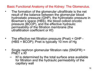 Basic Functional Anatomy of the Kidney: The Glomerulus.
•     The formation of the glomerular ultrafiltrate is the net
      result of the balance between the glomerular blood
      hydrostatic pressure (GHP), the hydrostatic pressure in
      Bowman’s space (HBS), the blood colloid oncotic
      pressure (BCOP), and the effective hydraulic
      permeability of the filtration membrane (the
      ultrafiltration coefficient or Kf)

•     The effective net filtration pressure (Pnet) = GHP -
      (HBS + BCOP); Pnet is typically 10 mm of Hg

•     Single nephron glomerular filtration rate (SNGFR) =
      PNET x Kf
     – Kf is determined by the total surface area available
         for filtration and the hydraulic permeability of the
         capillary wall
                                                                16
 
